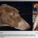 cani1