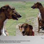 cani2