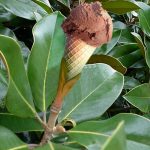 pianta-gelato