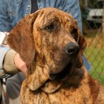 Fila_brasileiro_glowa_k9