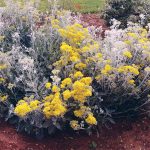 Senecio_cineraria