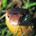 cobra