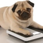 pag20_come-aiutare-il-cane-a-perdere-peso_53e826e06e1e20ed4786148993ae5e39