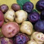 papas