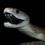 black mamba