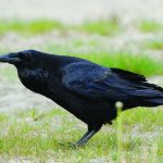 pag 07 Corvus_corax_ad_berlin_090516