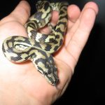 pag 06 img_022645652