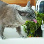pag 10 gatto-beve-acqua
