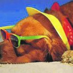 pag20_cane-spiaggia.gif