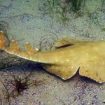 pag06_Squatina_australis