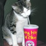 pag20_GATTO BEVE COCA COLA