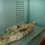 pag22_1280px-Momia_guanche_museo_santa_cruz_27-07