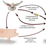 possibili-vie-di-trasmissione-di-salmonella-spp-dagli-uccelli-all-uomo_50424