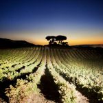 pag21_vega-sicilia-82