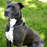 10283pitbull
