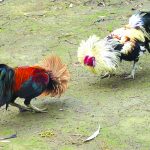 pag07_cockfighting