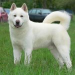 pag24_White-Akita-Inu