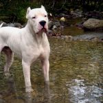 pag24_dogo_argentino