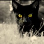 pag26_animals_other_on-the-prowl_65140