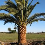 pag15_phoenix_canariensis