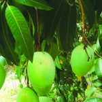 pag15_mango frutto