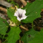 pag19_Datura stramonium