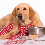 pag28_ricette-vegane-per-cani_785bd478260d304331c86e0d41ec27f9