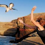 gran-canaria-recupera-suelta-1100-pollos-pardela-cenicienta