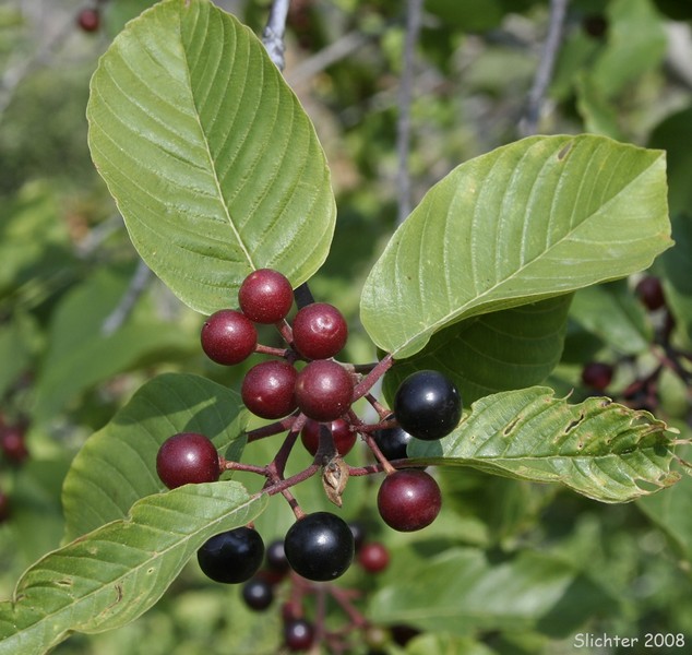 Complementi alimentari che possono aiutare a perdere peso (Seconda Parte)