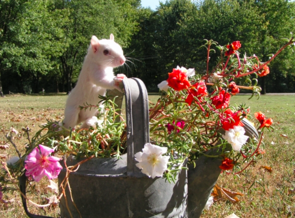 L’orgoglio di Olney, Illinois: lo scoiattolo bianco