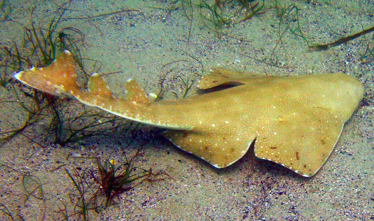 Isole Canarie, dove vivono gli ultimi esemplari di squalo angelo