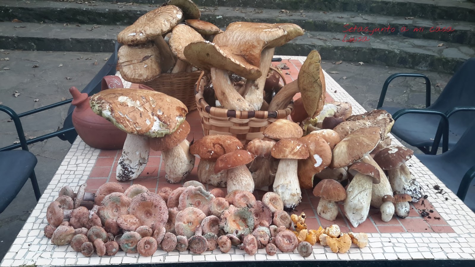 Aumentano gli appassionati di funghi