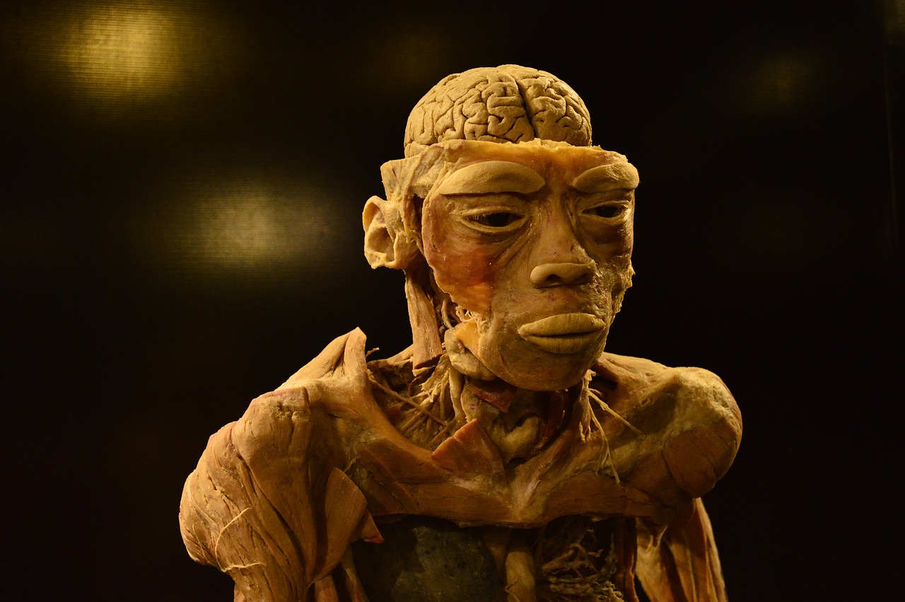 Una finestra sul cervello per salvare molte vite