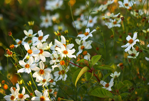 Le sorprendenti piante curative delle Canarie: il tè canario
