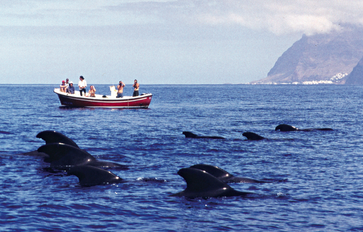 Maggiori controlli sul whale watching alle Canarie