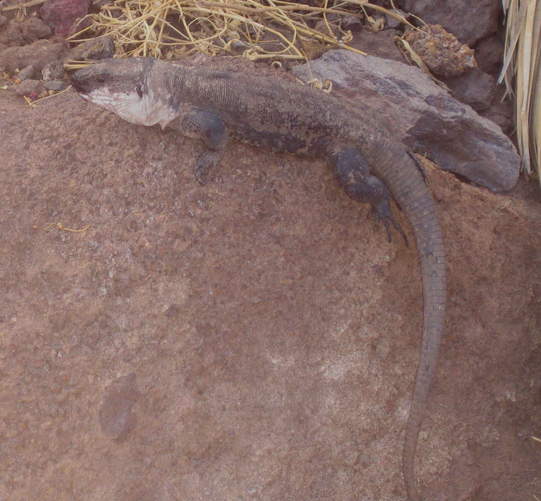 Bentornata lucertola gigante di La Gomera!