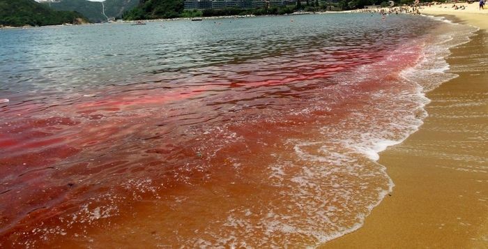 Le acque delle Canarie si stanno tropicalizzando