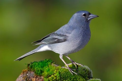 Alla scoperta della fauna endemica delle Canarie