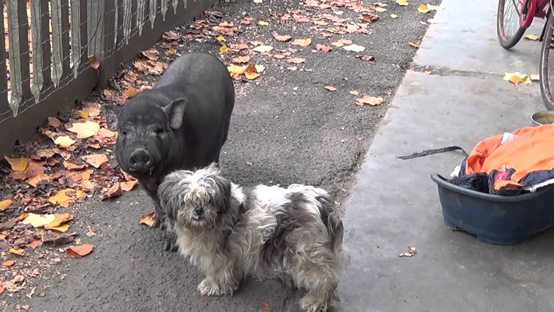 Il maialino vietnamita “Peter” cerca una nuova casa