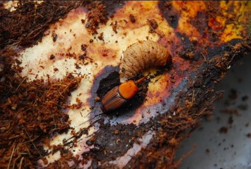 Le Canarie libere dal terribile punteruolo rosso delle palme