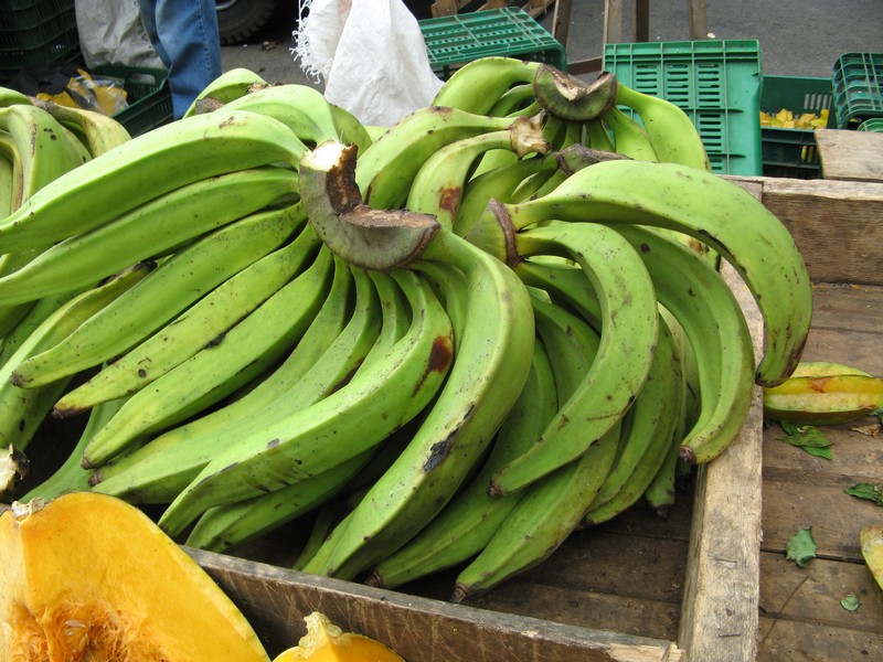 CARPOTECNIA: come usare il platano verde