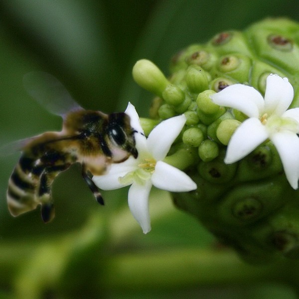 Il NONI… una VERA Farmacia!