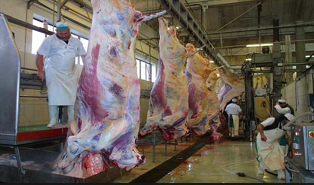 A Tenerife un nuovo mattatoio