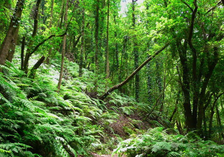 Il bosco primitivo di Los Tilos