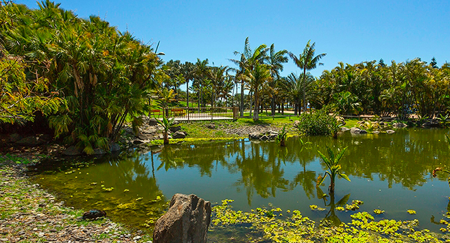 Gli incredibili angeli custodi del Palmétum