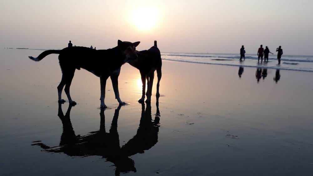 Queste Le Spiagge Per Cani Nelle Isole Canarie