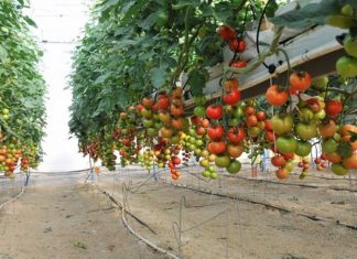 CCOO sostiene che non c’è la volontà politica di proteggere i pomodori delle Canarie