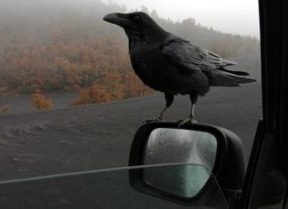 Corvi delle Canarie, gli abitanti del vulcano di La Palma