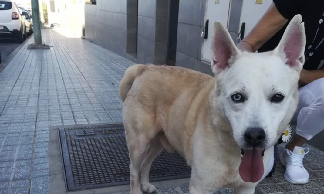 Più di 470 animali sono stati abbandonati a Las Palmas de Gran Canaria Più di 470 animali sono stati abbandonati a Las Palmas de Gran Canaria