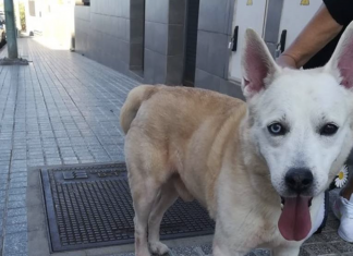 Più di 470 animali sono stati abbandonati a Las Palmas de Gran Canaria